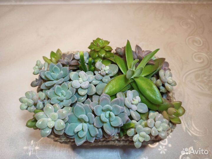 Композиция из суккулентов