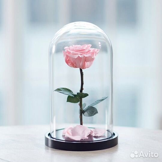 Роза в колбе. Вечная