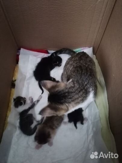 Милые пушистые комочки счастья ищут свой дом