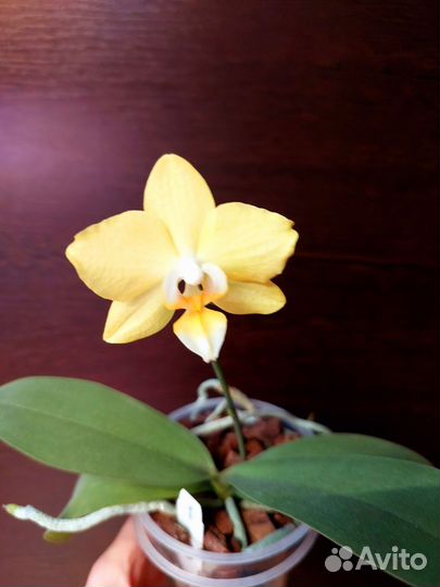 Орхидея фаленопсис пелорик, бабочка