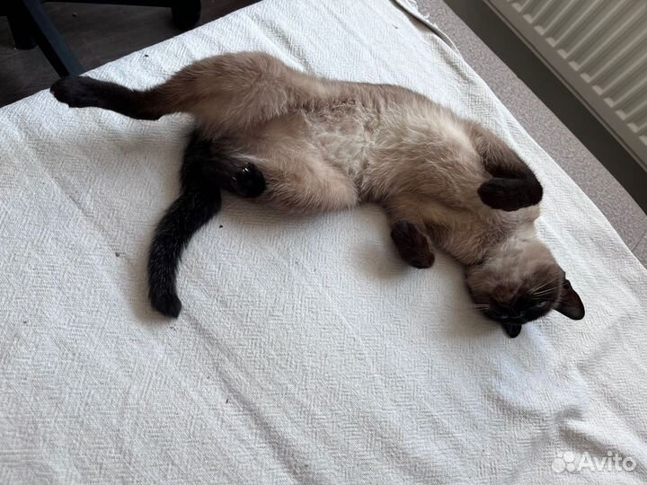 Тайская кошка