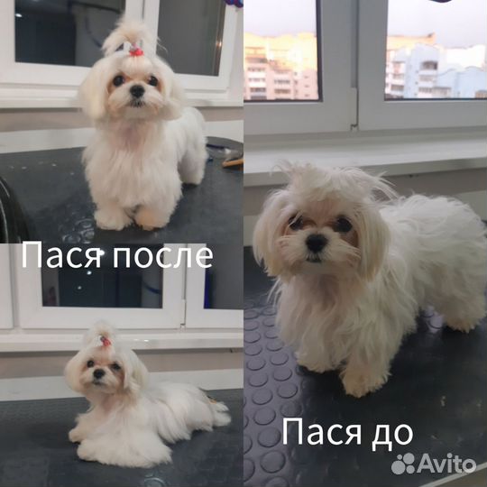 Стрижка собак и кошек