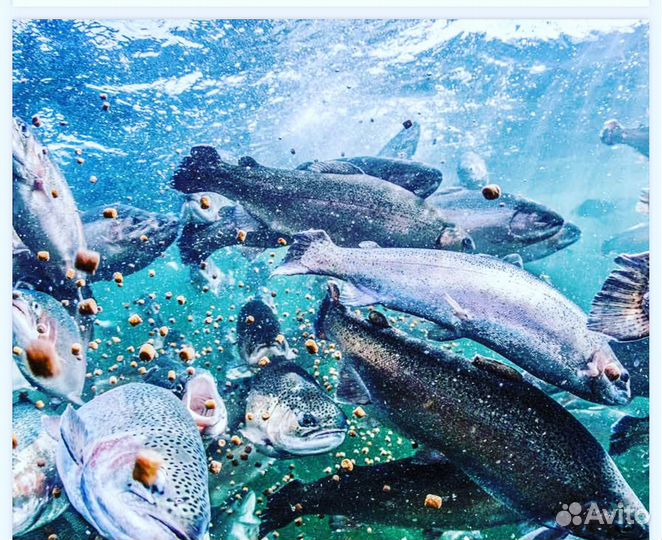 Форелевая ферма