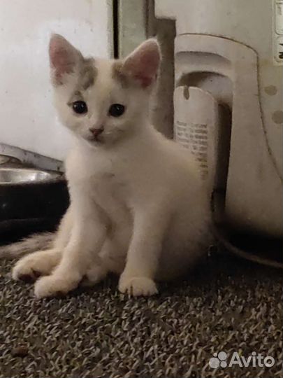 Котята очень красивые в дар