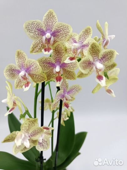 Орхидея Фаленопсис Лаки Стар