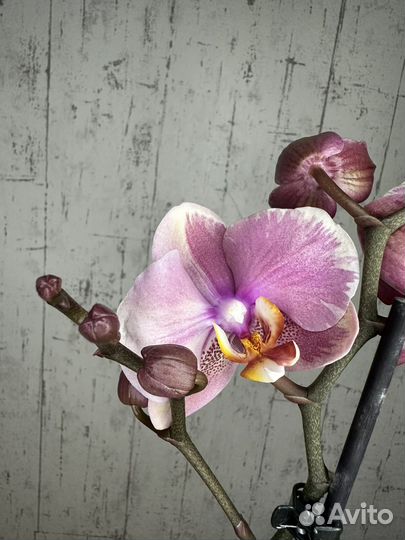 Орхидея фаленопсис