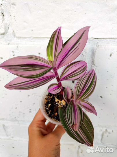 Традесканция Pink Furry