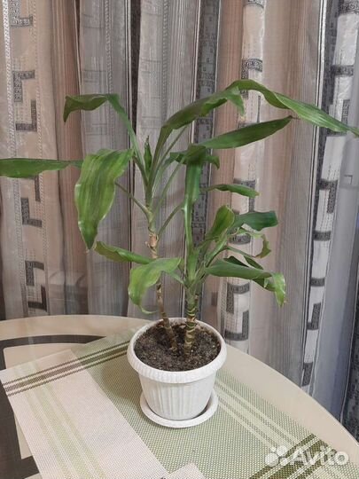 Драцена или обмен Спатифиллум,Замиокулькас Зензи