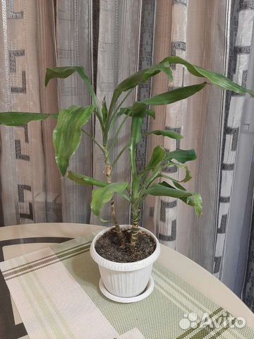 Драцена или обмен Спатифиллум,Замиокулькас Зензи
