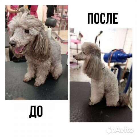 Уход за животными