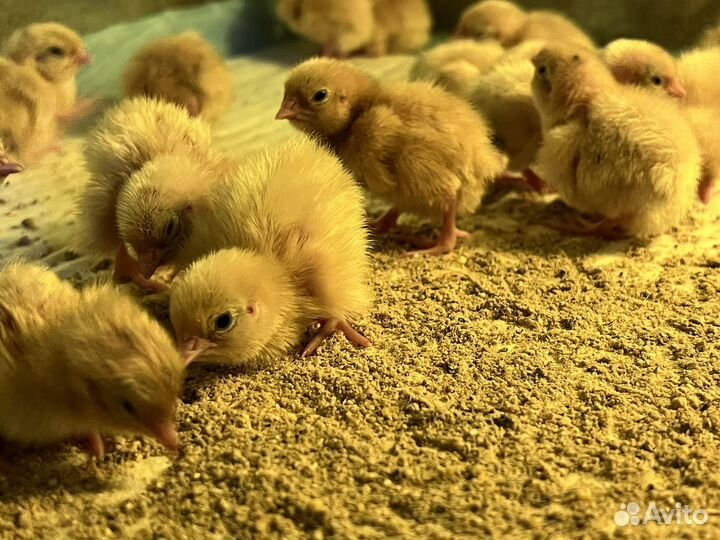 Инкубационное яйцо перепела