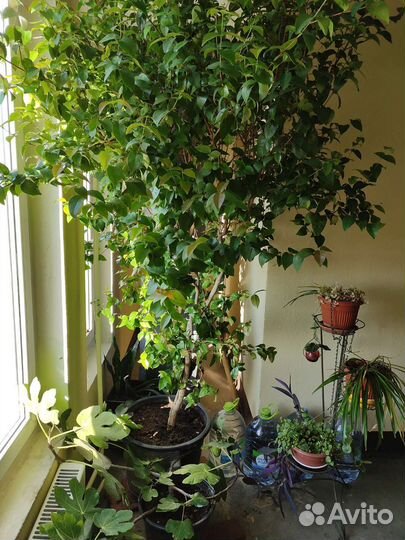 Суринамская вишня или Евгения унифлора