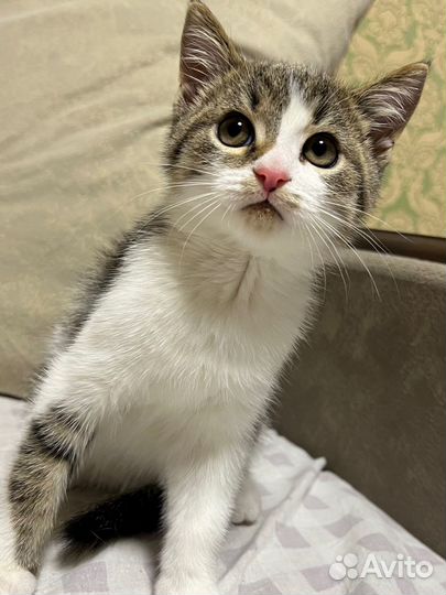 Котенок бесплатно