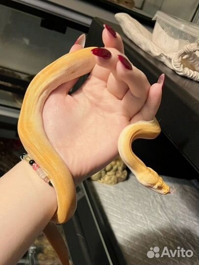 Змея грин альбина