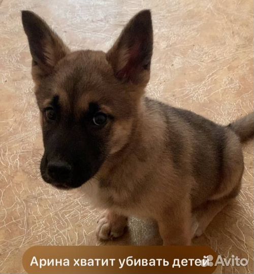 Смешная собачка, отдам в добрые руки