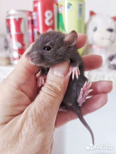 Крысы малыши и подростки