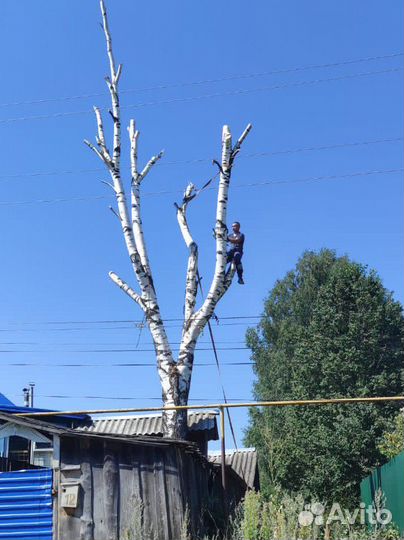 Спил деревьев