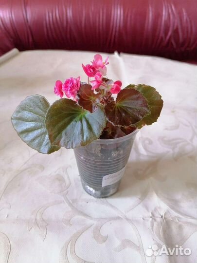 Бегонии, Каланхое махровая, Кампанулла жених махр