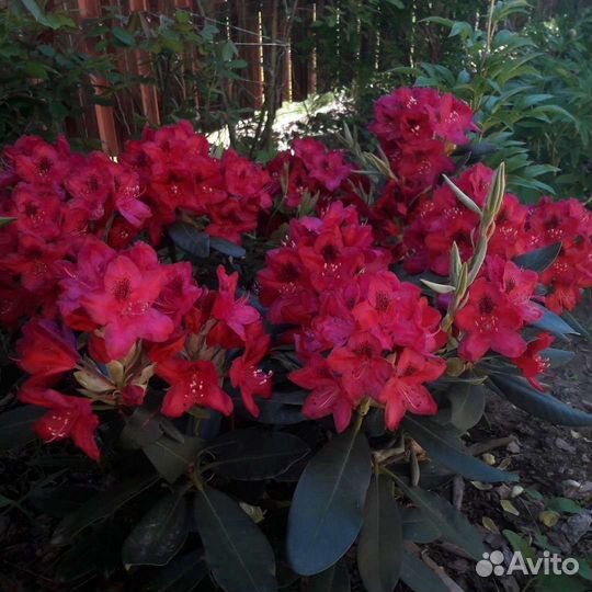 Рододендроны в горшках