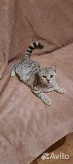 Кошечка Алиса ищет семью