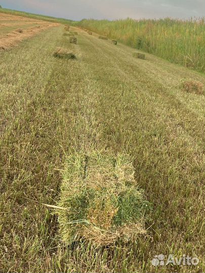 Сено в тюках