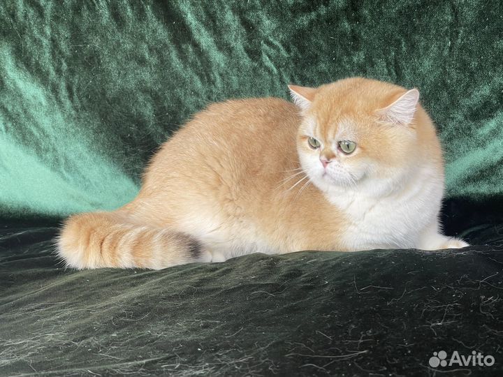 Британский шикарный кот