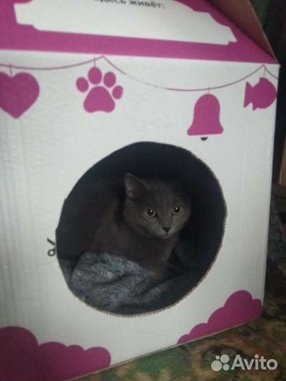 Кошка в добрые руки