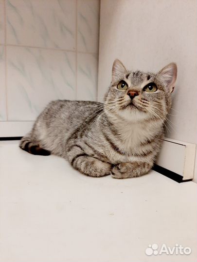 Красивая кошка Фифа