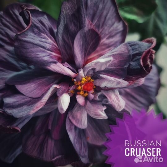 Гибискус гибридный черенок