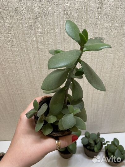 Толстянка денежное дерево бесплатно