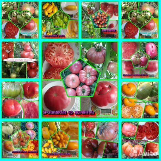 Семена сортовых томатов