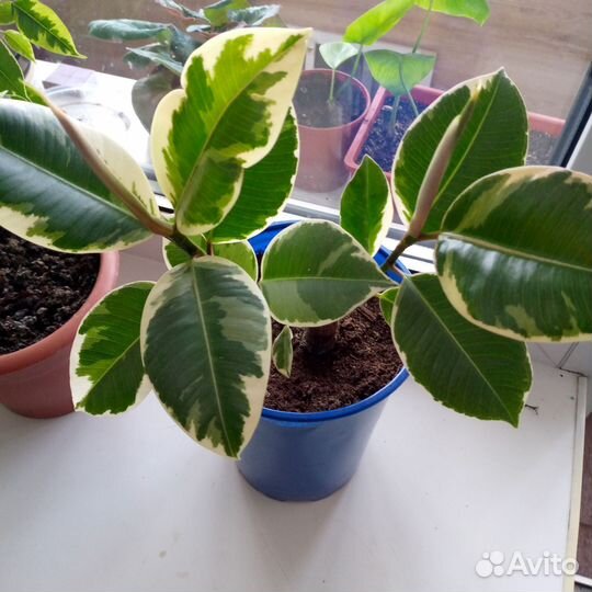 Фикус бенджамина пестролистный