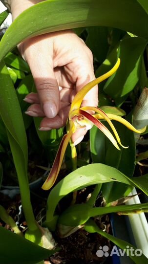 Орхидея Maxillaria sp