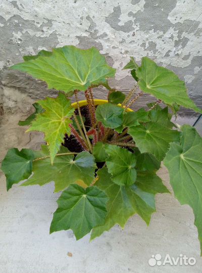 Бегонии разные