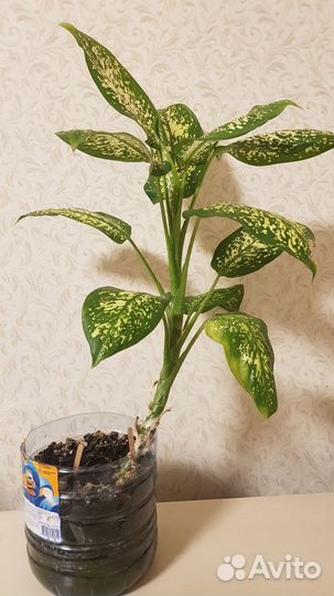 Комнатные цветы