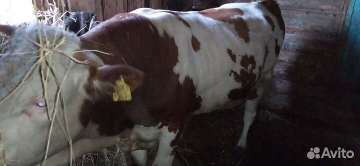 Продажа бычков