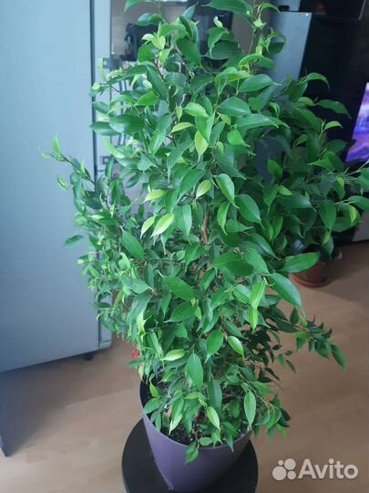 Фикус бенджамина большой