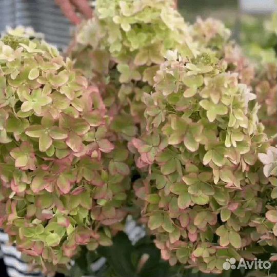 Гортензия Металлика