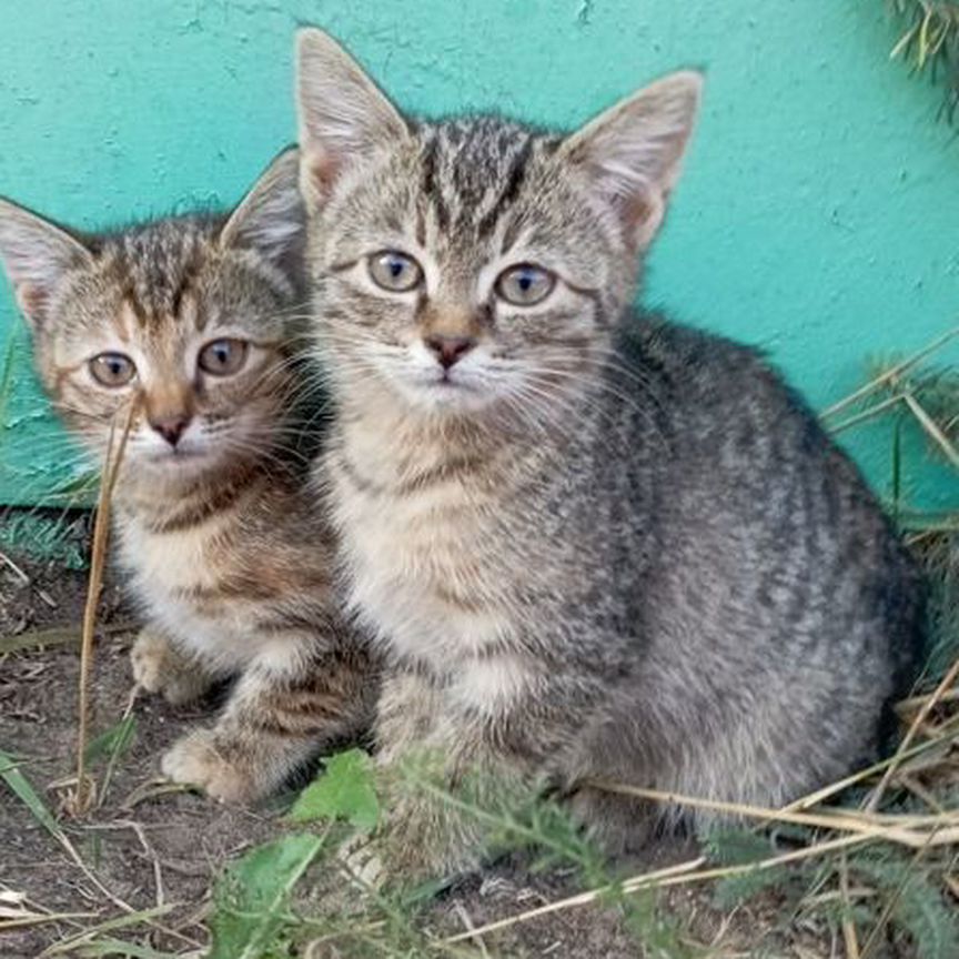 Котята в добрые руки бесплатно