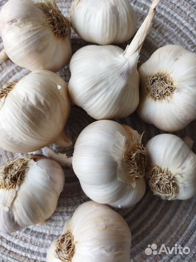 Чеснок яровой