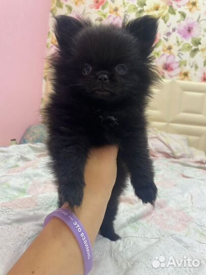 Продам щенка шпица