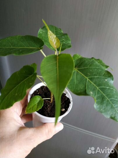 Фикусы,кактусы, суккуленты