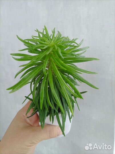 Пеперомия феррейра