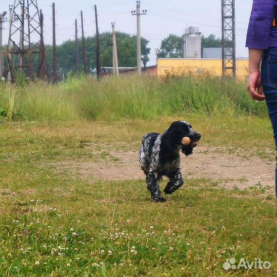 Дрессировка собак