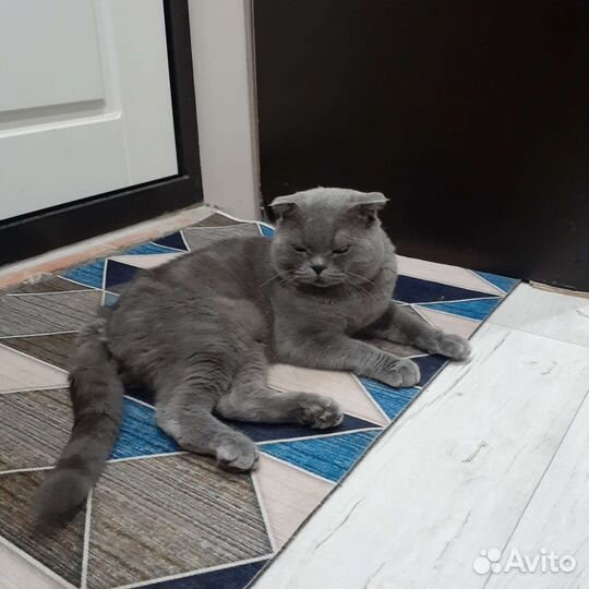 Британский вислоухий