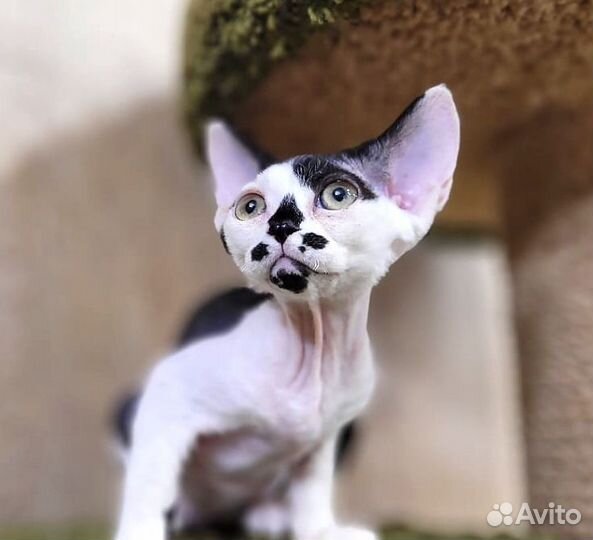 Котята девон-рекс