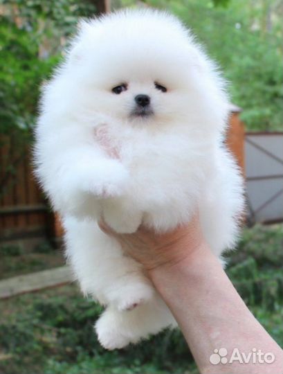 Шикарный белый померанец