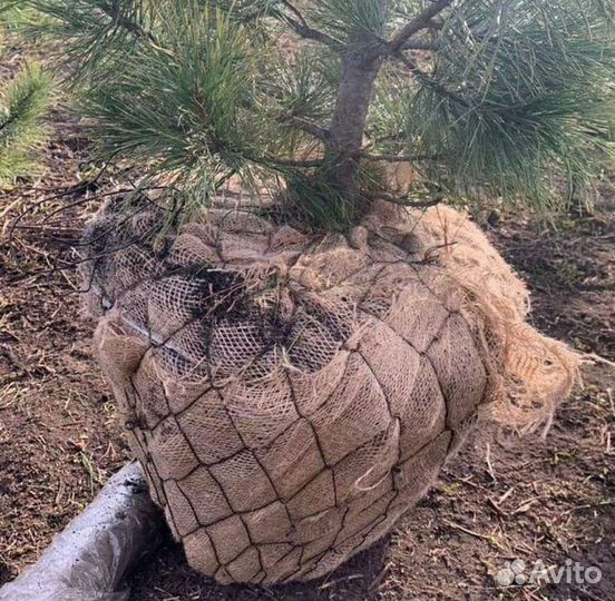 Саженцы кедра