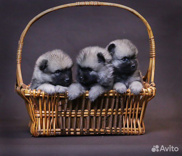 Щенки кеесхонда