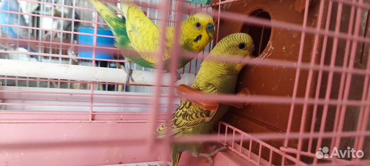 Птенцы волнистый попугай